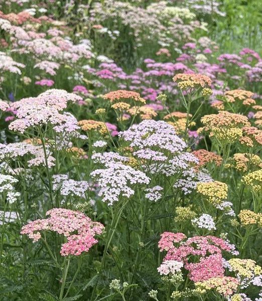Achillea millefolium 'Summer Pastels'